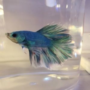 Meet your Posher, Tabatha